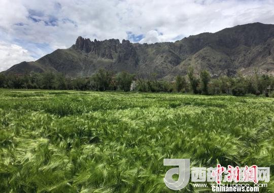 2017年西藏青稞總產(chǎn)量達到79萬噸，占糧食總產(chǎn)量的77%。圖為西藏青稞?！⊥跤窳?攝