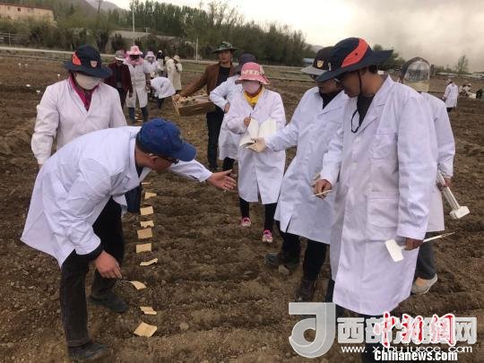 圖為研究員實地調(diào)研青稞生長土壤?！⊥跤窳?攝
