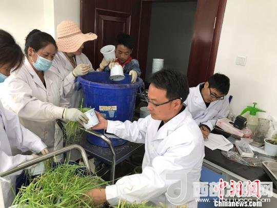 圖為研究員正在調(diào)查青稞感染白粉病情況?！⊥跤窳?攝