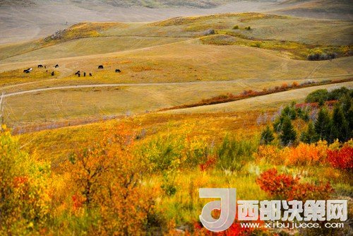 錫林郭勒草原國(guó)家級(jí)自然保護(hù)區(qū)。吳勇攝
