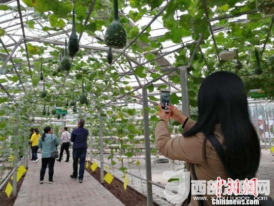山西省郵政管理局積極推動“一市一品”農(nóng)特產(chǎn)品進城項目。 資料圖 楊杰英 攝