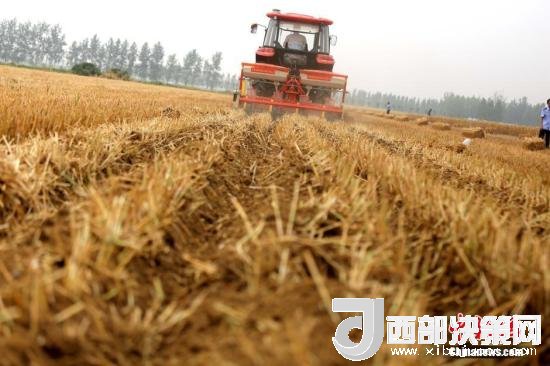 資料圖：收割機進(jìn)行機械化收割。<a target='_blank'  data-cke-saved- >中新社</a>記者 王中舉 攝