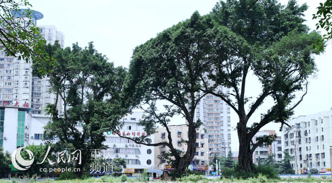 黃桷樹廣場正在建設中。王嫚 攝