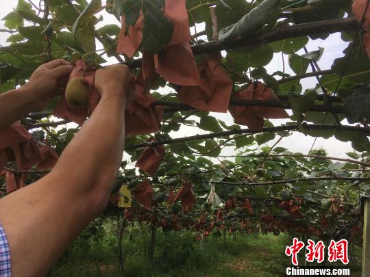 農工民主黨：助力貴州產(chǎn)業(yè)扶貧“造血”富民
