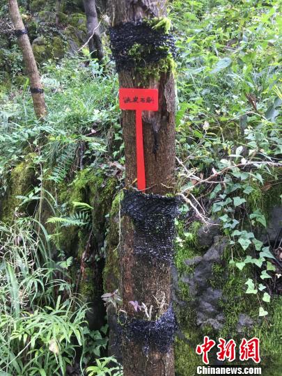 貴州同威生物科技有限公司鐵皮石斛種植?！≈軏?攝