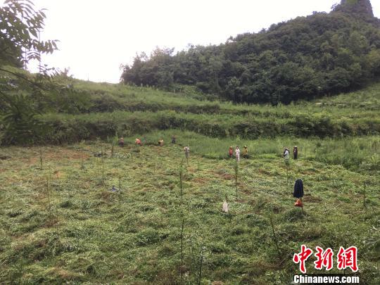 貴州同威生物科技有限公司天麻種植基地?！≈軏?攝